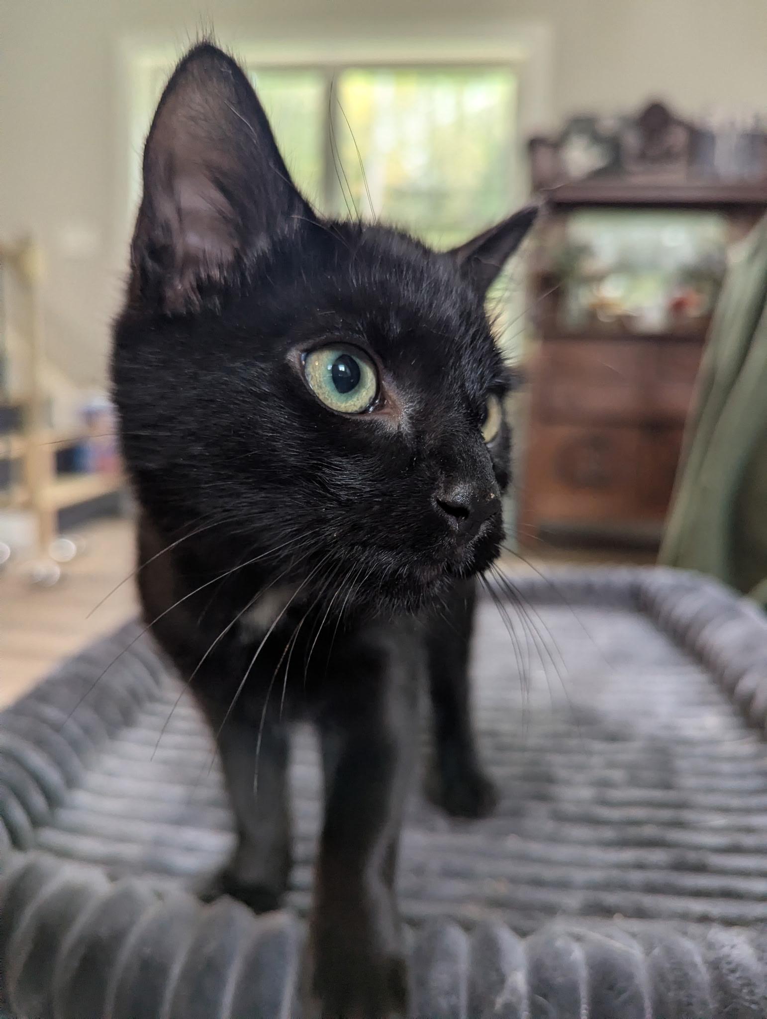 Enlarge Malcolm, a Adoptable Domestic Short Hair in lititz, PA image 2/4