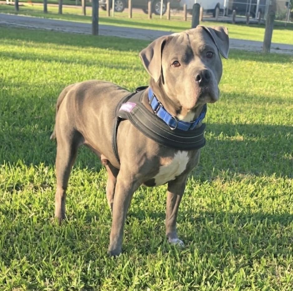 Enlarge Prince Duke, a ADOPTABLE mixed breed in Cypress, TX image 5/5