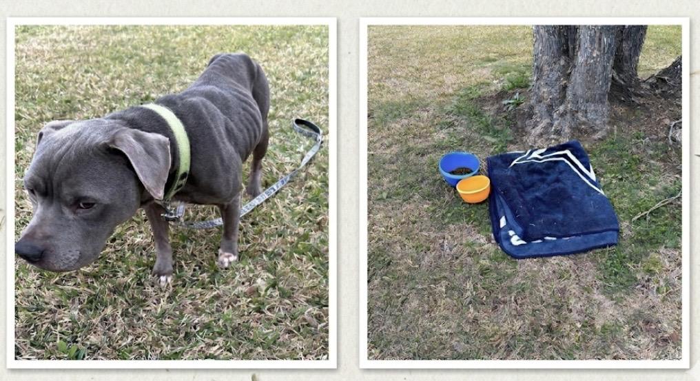 Enlarge Prince Duke, a ADOPTABLE mixed breed in Cypress, TX image 4/5