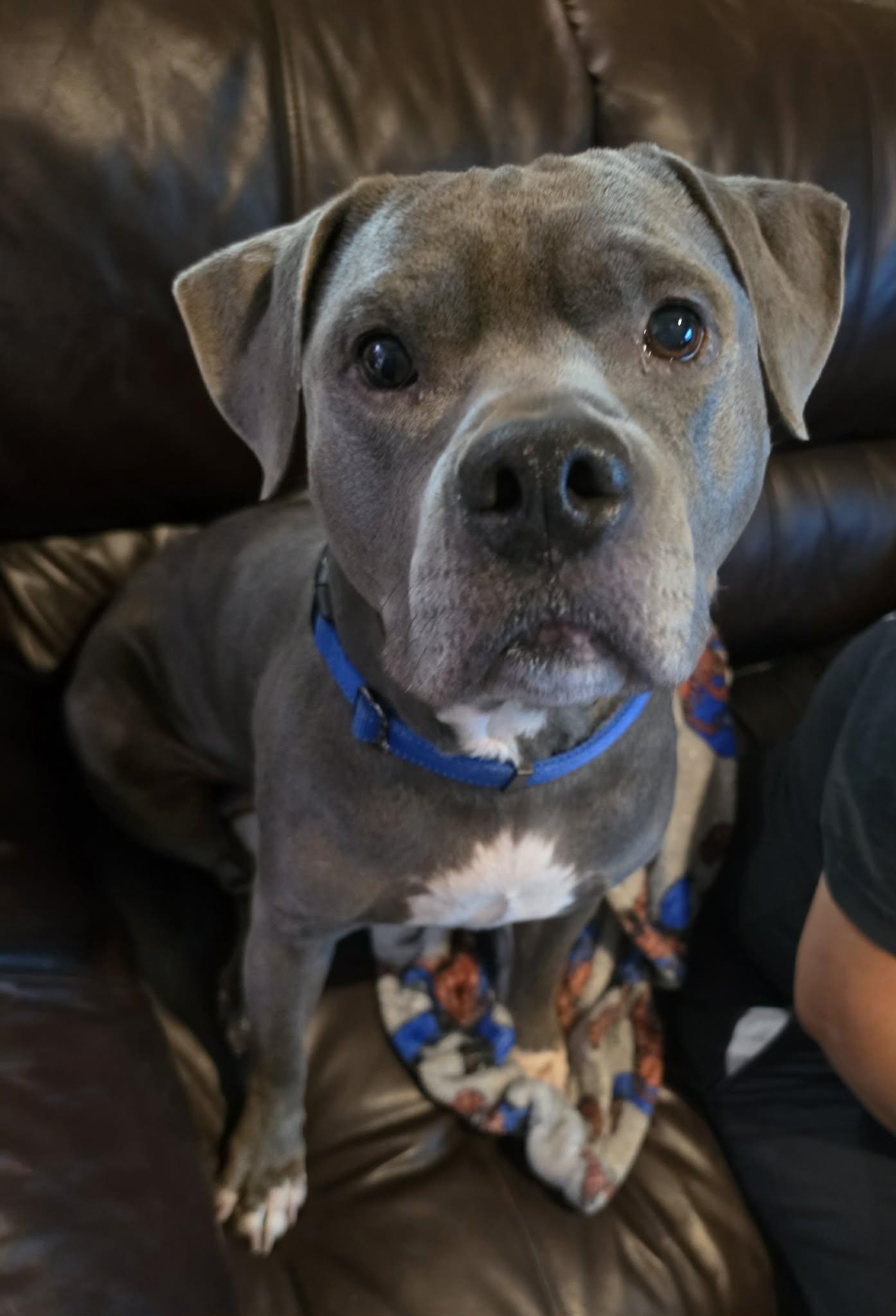 Enlarge Prince Duke, a ADOPTABLE mixed breed in Cypress, TX image 2/5