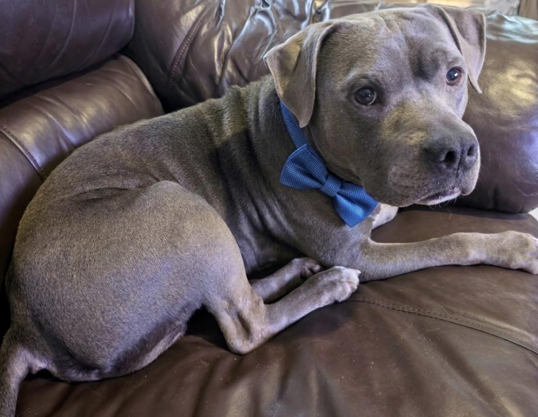 Enlarge Prince Duke, a ADOPTABLE mixed breed in Cypress, TX image 1/5