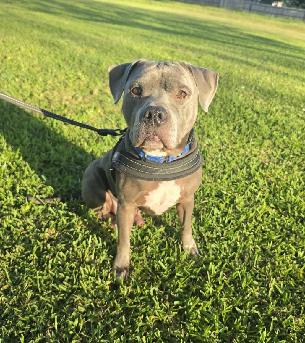 Enlarge Prince Duke, a ADOPTABLE mixed breed in Cypress, TX image 3/5