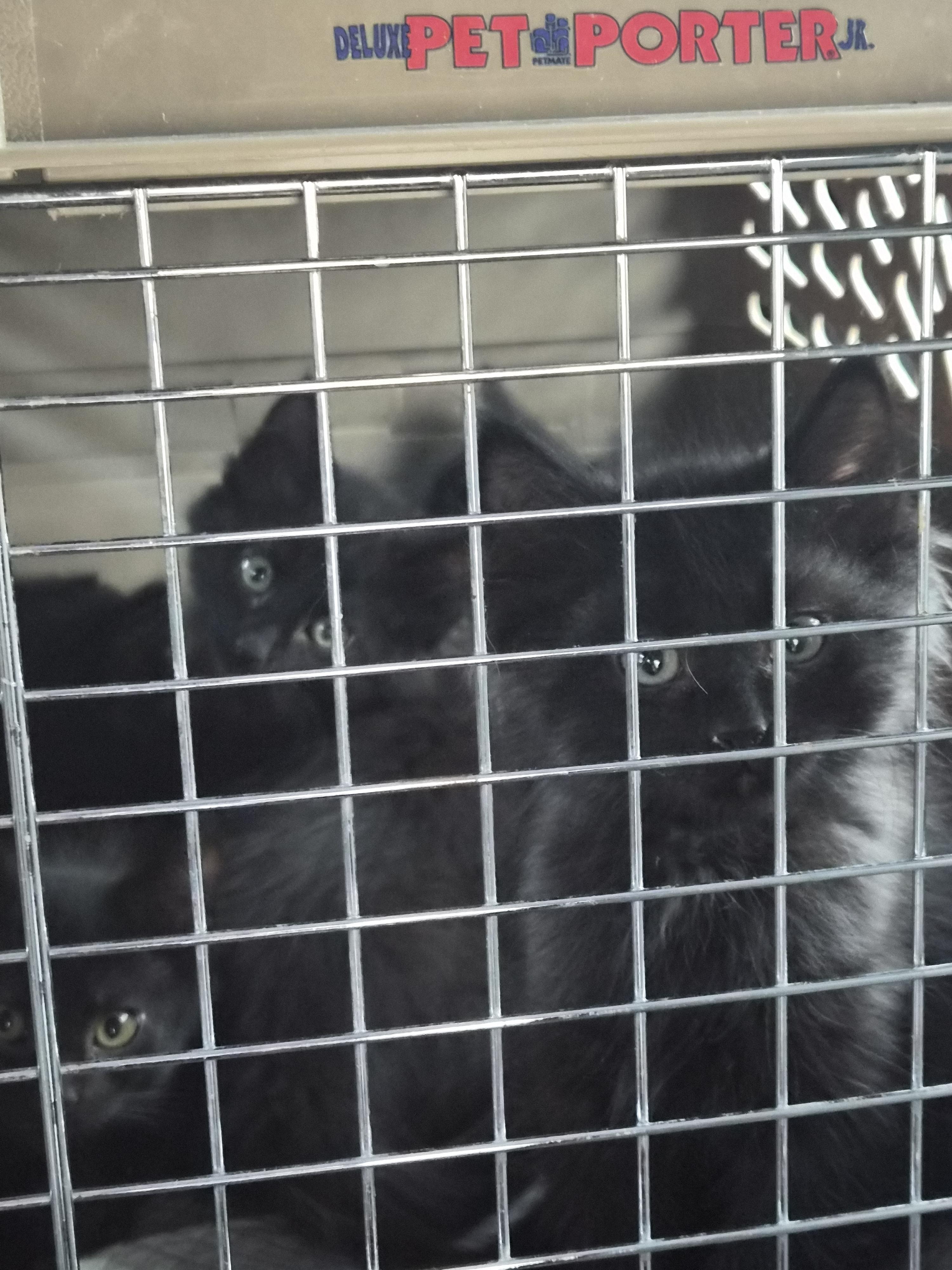 Enlarge Banshee, a ADOPTABLE Domestic Medium Hair in Greeley, CO image 1/2