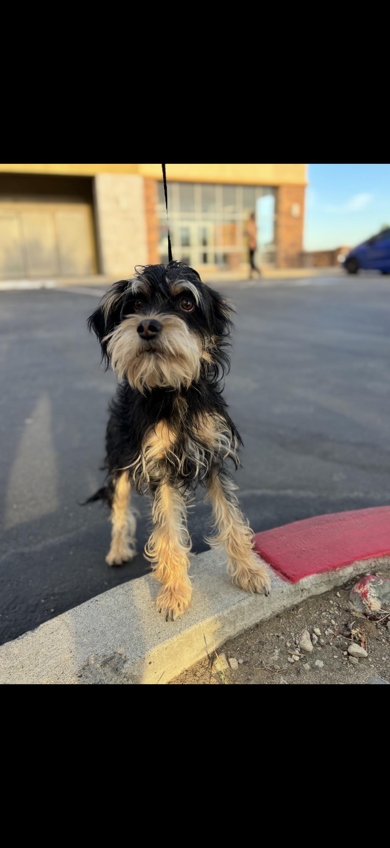 Boots - The Total Sweetheart, an adoptable Schnoodle in Rancho Cucamonga , CA, 91739 | Photo Image 4