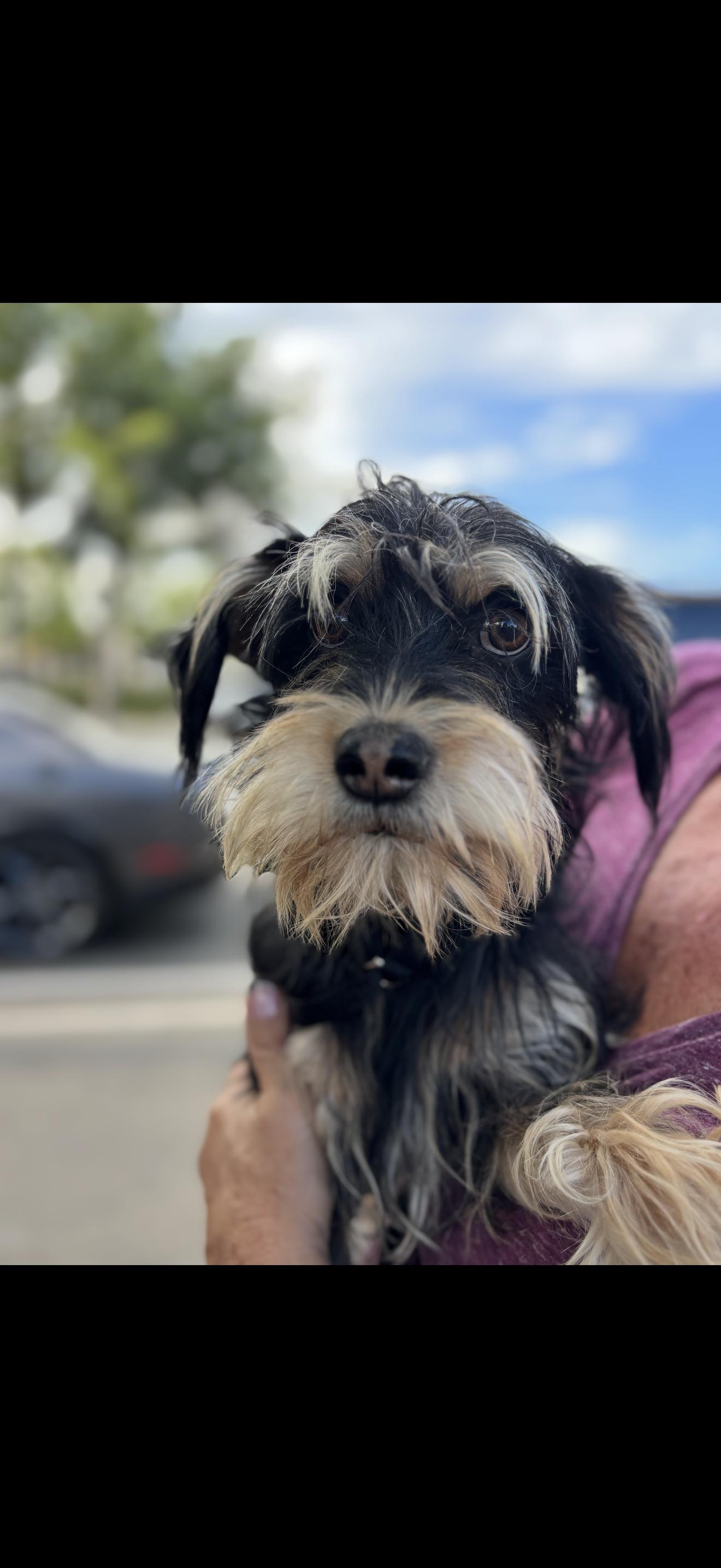 Boots - The Total Sweetheart, an adoptable Schnoodle in Rancho Cucamonga , CA, 91739 | Photo Image 3