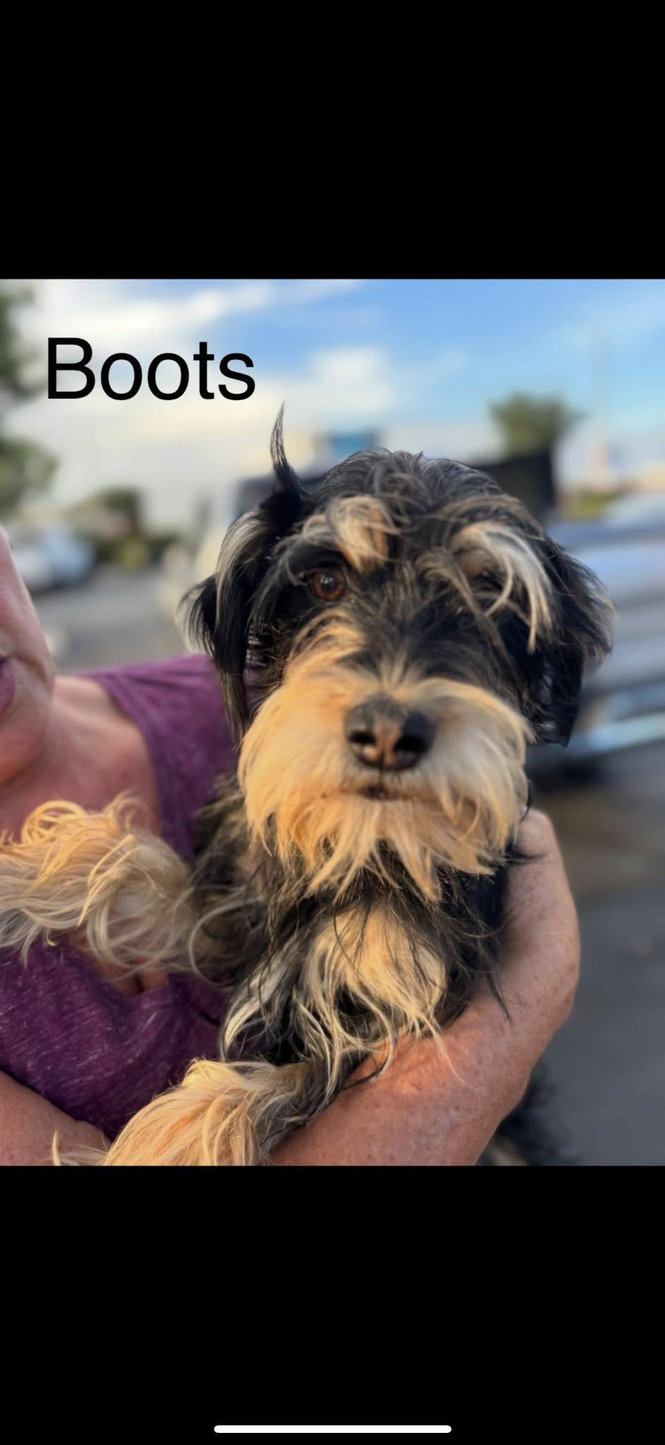 Boots - The Total Sweetheart, an adoptable Schnoodle in Rancho Cucamonga , CA, 91739 | Photo Image 1