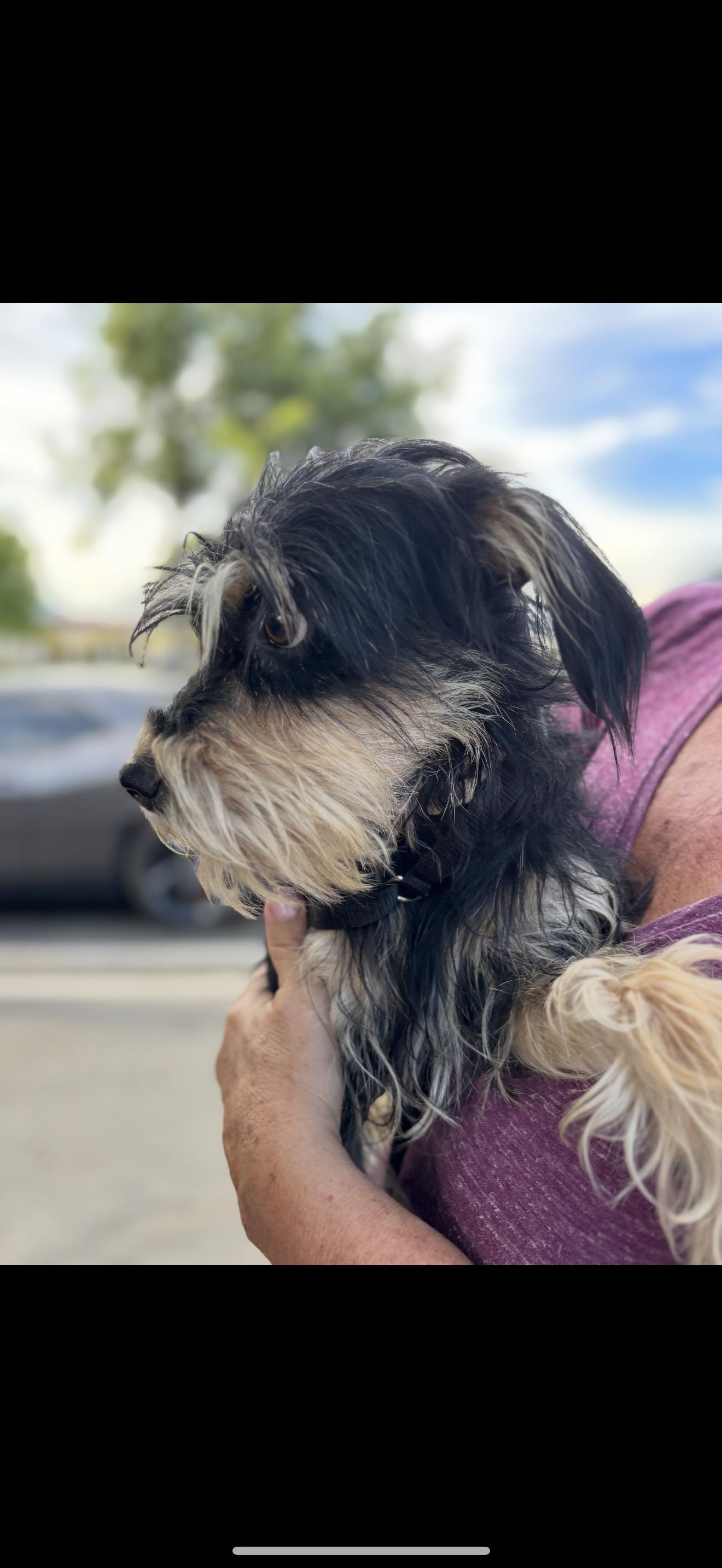 Boots - The Total Sweetheart, an adoptable Schnoodle in Rancho Cucamonga , CA, 91739 | Photo Image 2