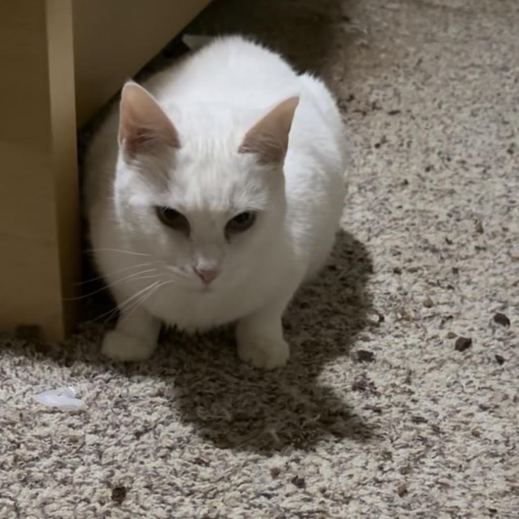 Pinky, Adoptable, Senior Female Domestic Short Hair.