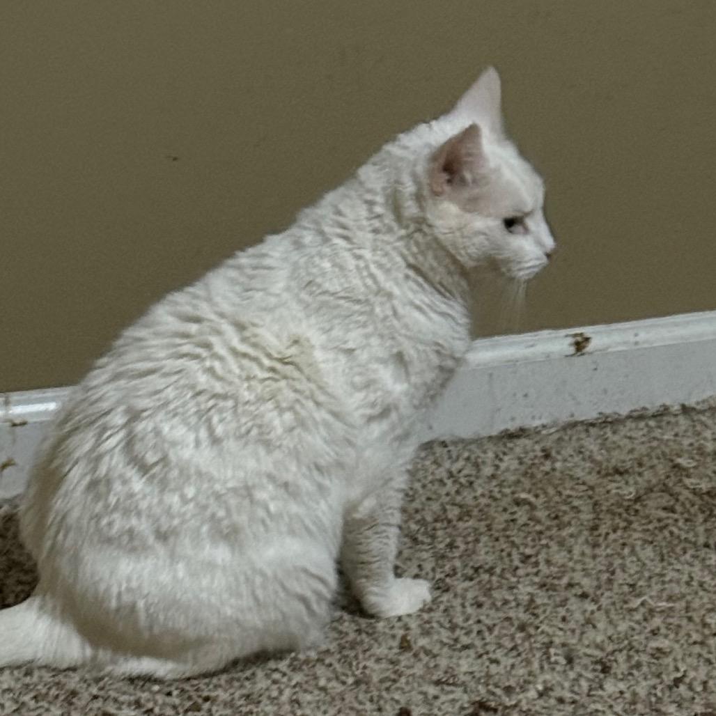 Enlarge Pinky, a Adoptable Domestic Short Hair in Frederick, MD image 2/4