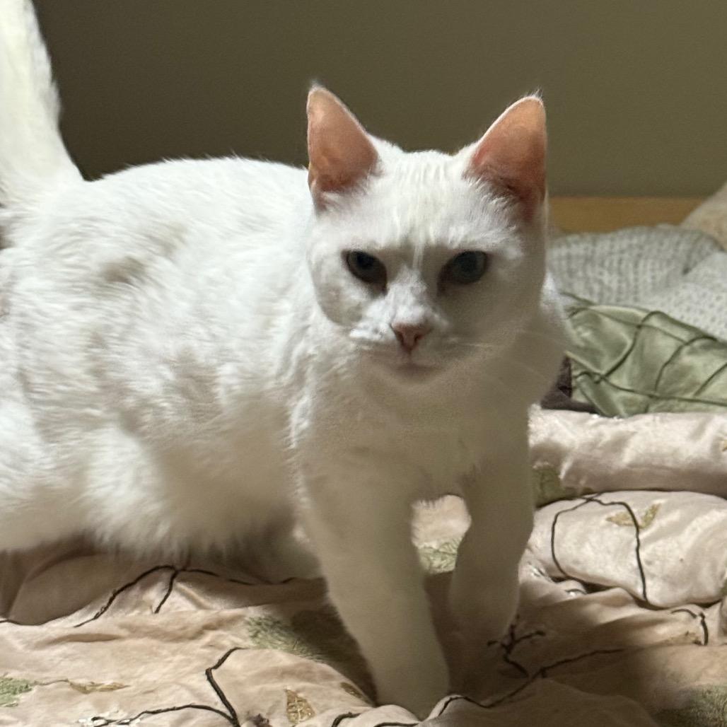 Enlarge Pinky, a Adoptable Domestic Short Hair in Frederick, MD image 4/4