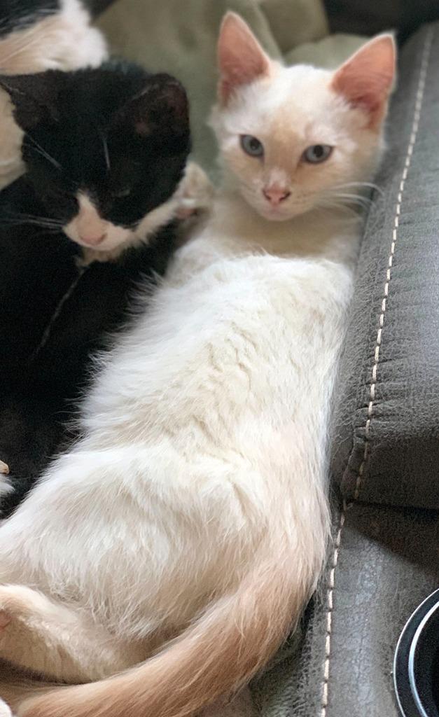 Lena, Adoptable, Adult Female Domestic Short Hair.