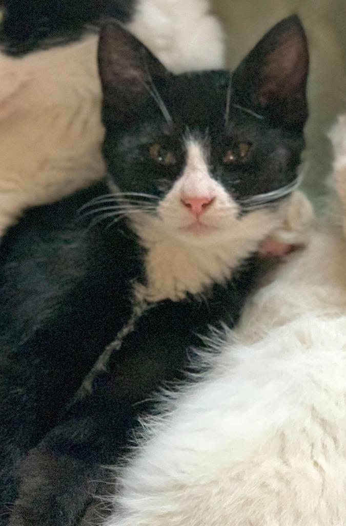 Enlarge Lena, a Adoptable mixed breed in Palmer, AK image 2/3