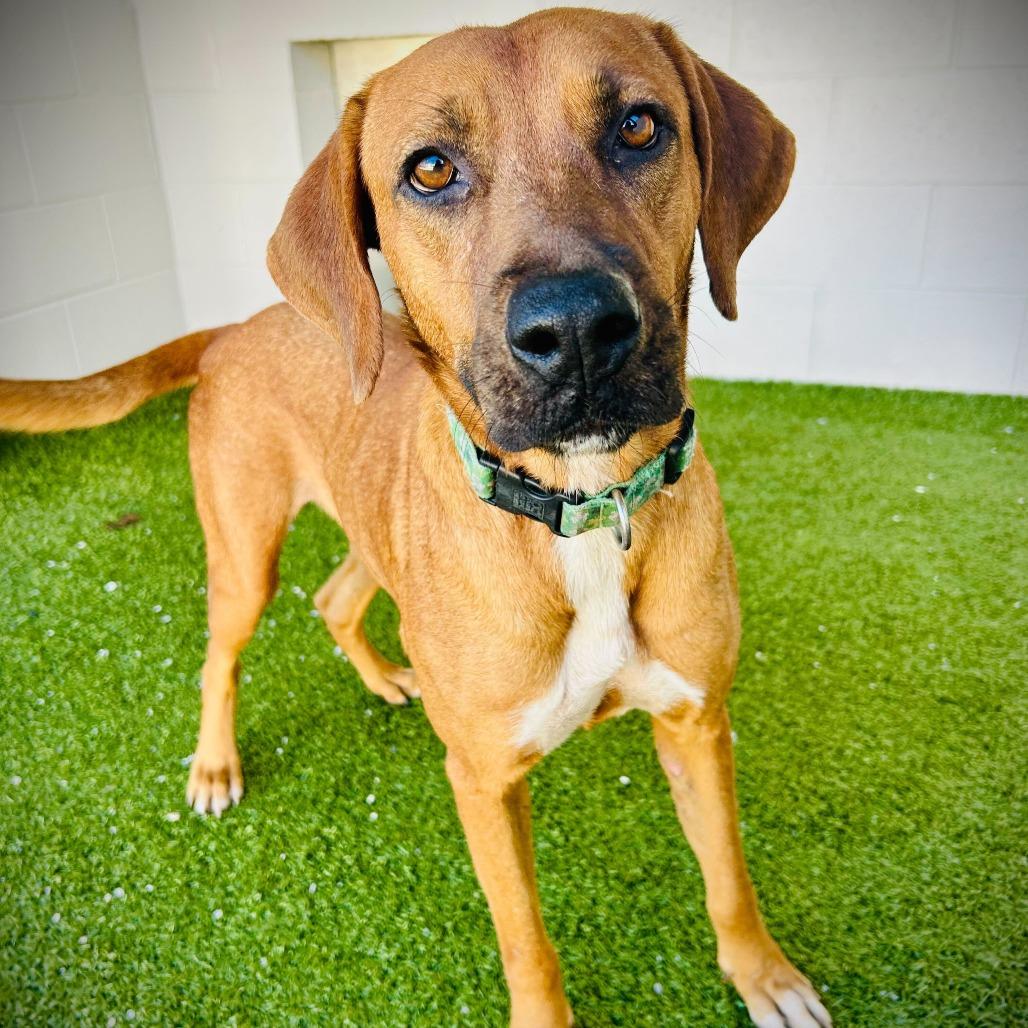 Parry, Adoptable, Adult Male Mixed Breed & Mixed Breed.