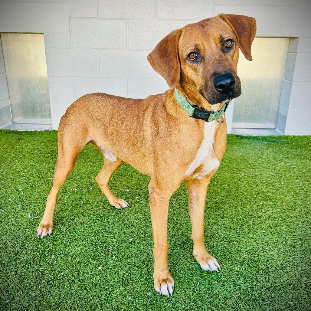 Enlarge Parry, a Adoptable mixed breed in Englewood, FL image 2/4