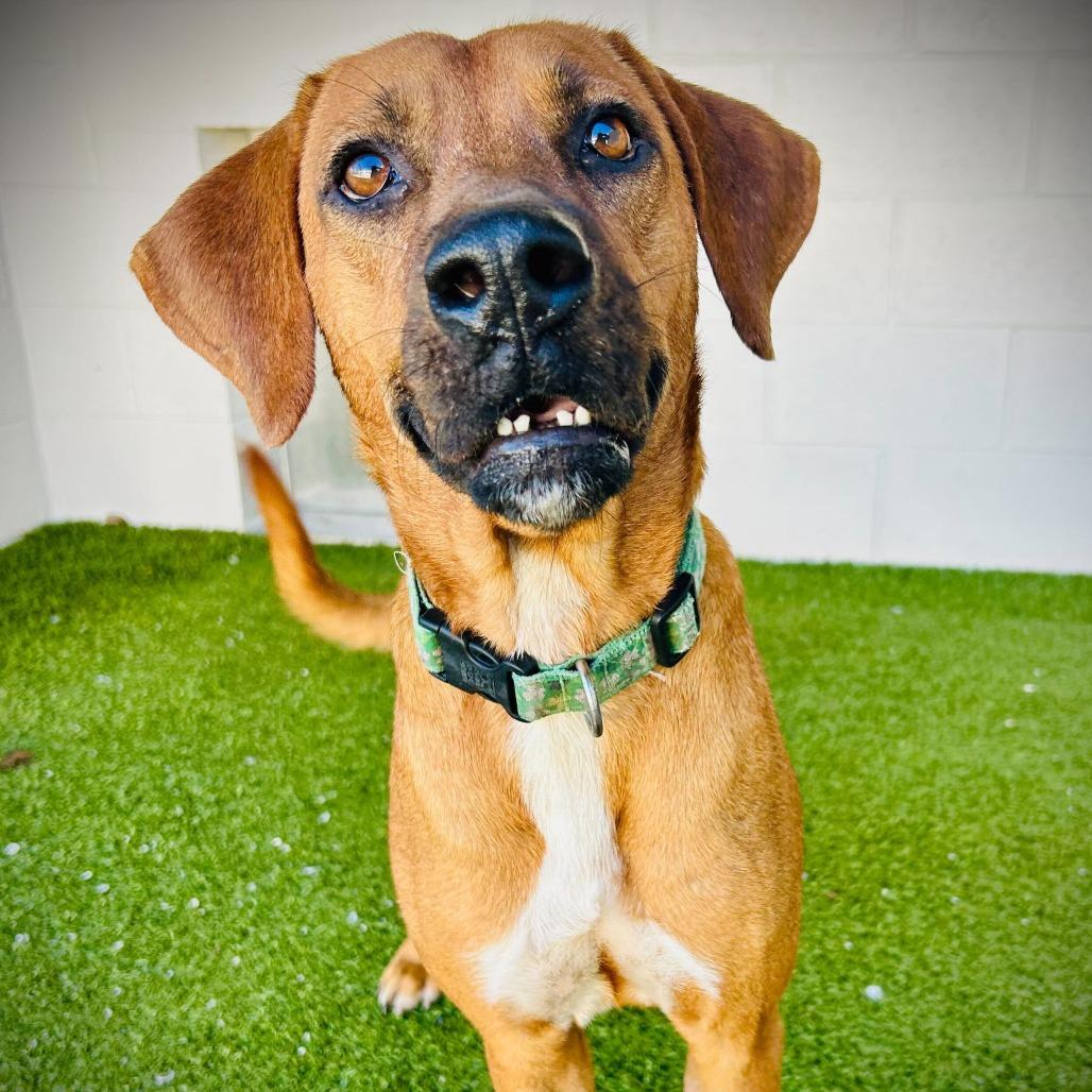 Enlarge Parry, a Adoptable mixed breed in Englewood, FL image 3/4