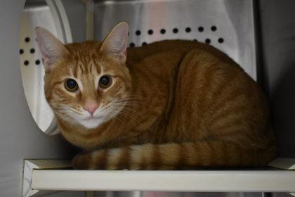 Violet, a Adoptable Domestic Short Hair in Kansas City, MO image 1/2