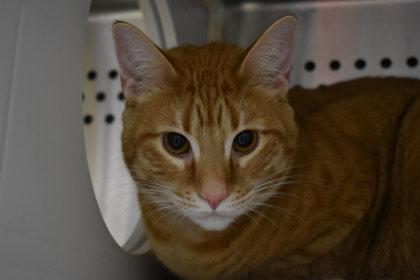 Violet, a Adoptable Domestic Short Hair in Kansas City, MO image 2/2