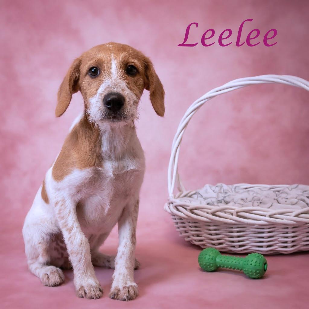 Enlarge Leelee D26-151, a Adoptable mixed breed in Lebanon, TN image 2/5