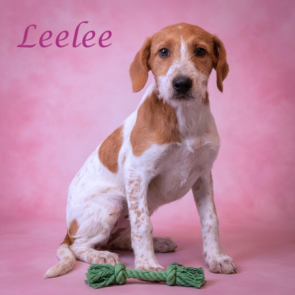 Enlarge Leelee D26-151, a Adoptable mixed breed in Lebanon, TN image 4/5