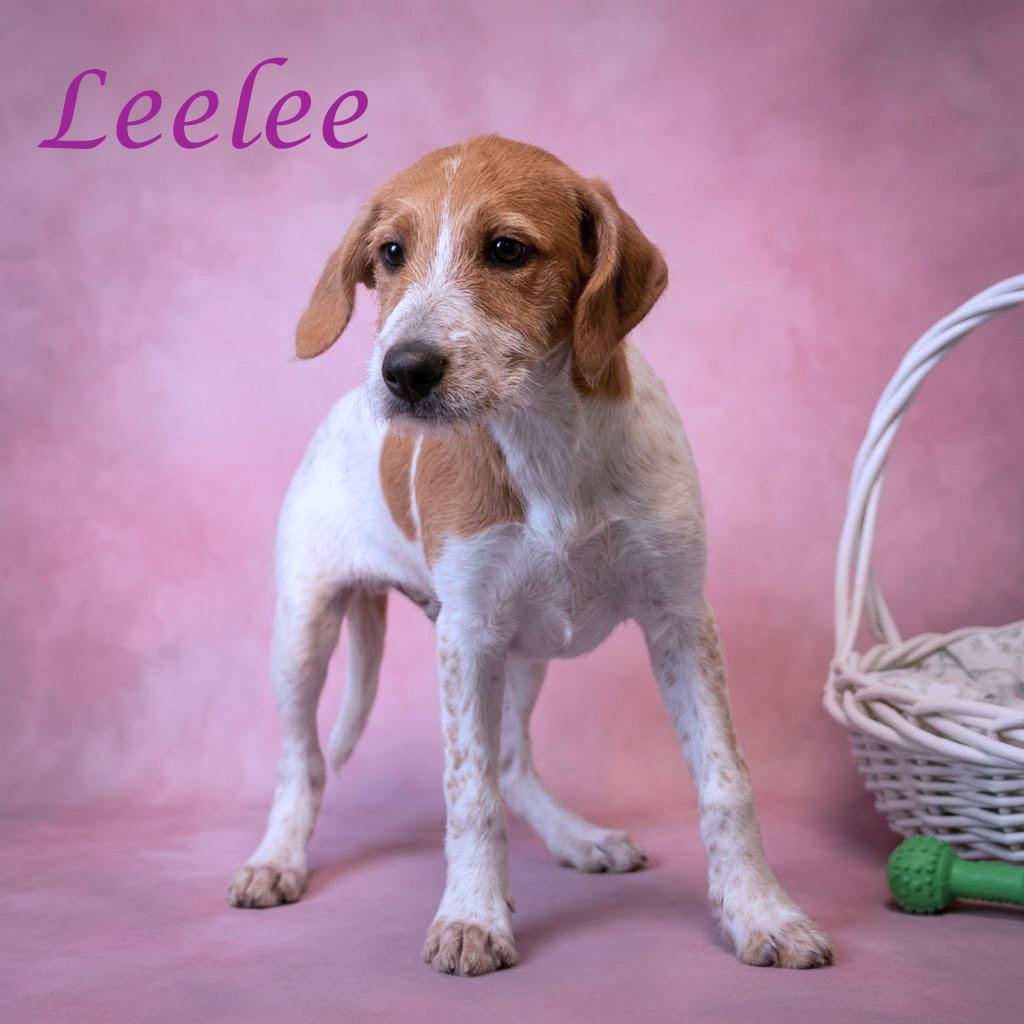 Enlarge Leelee D26-151, a Adoptable mixed breed in Lebanon, TN image 5/5