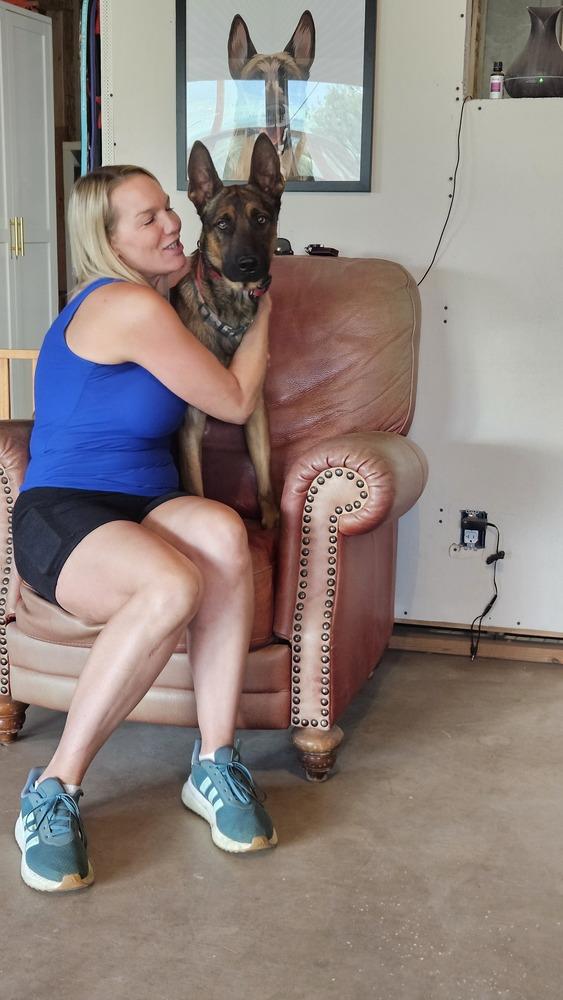 Marty - Located in CO, Adoptable, Young Male Belgian Shepherd / Malinois & Dutch Shepherd.