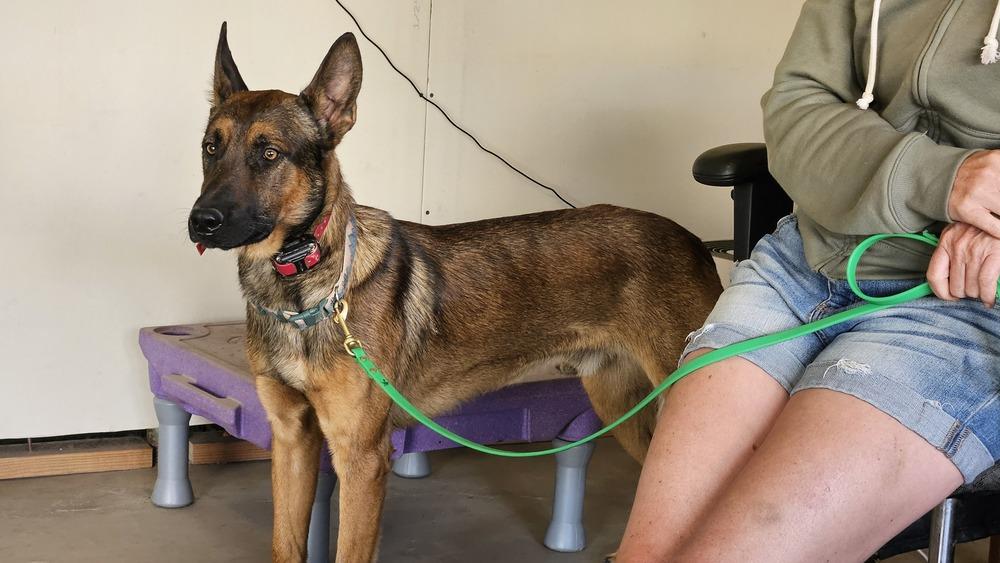 Enlarge Marty - Located in CO, a Adoptable mixed breed in Imlay City, MI image 3/5