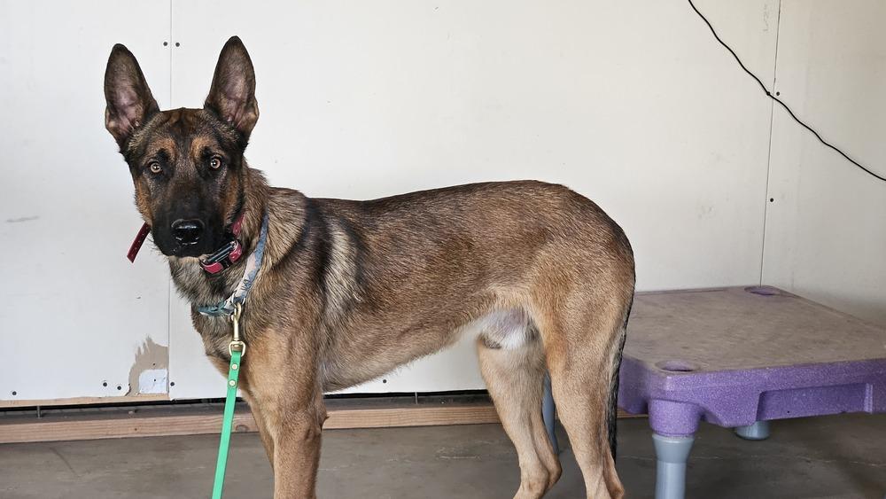 Enlarge Marty - Located in CO, a Adoptable mixed breed in Imlay City, MI image 4/5