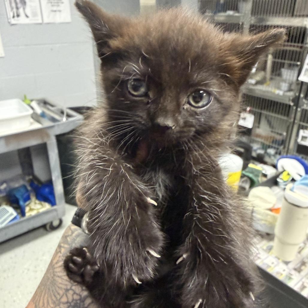 Goji, Adoptable, Kitten Female Domestic Short Hair.
