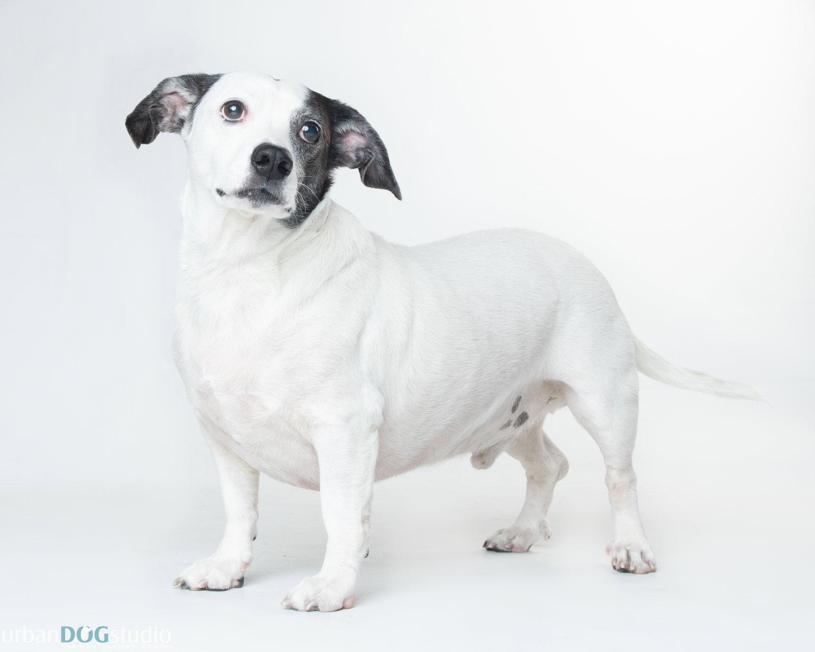 Cheerio - M, Adoptable, Adult Male Basset Hound.