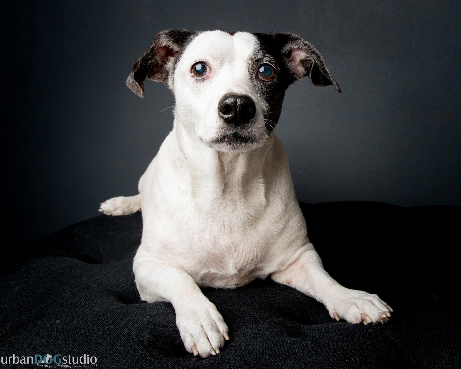 Enlarge Cheerio - M, a Adoptable Basset Hound in Tampa, FL image 2/3
