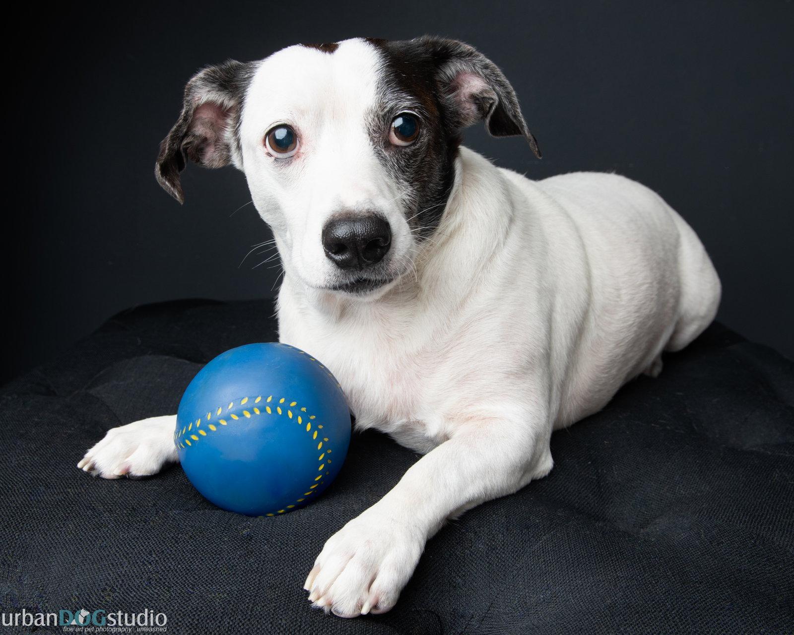 Enlarge Cheerio - M, a Adoptable Basset Hound in Tampa, FL image 3/3
