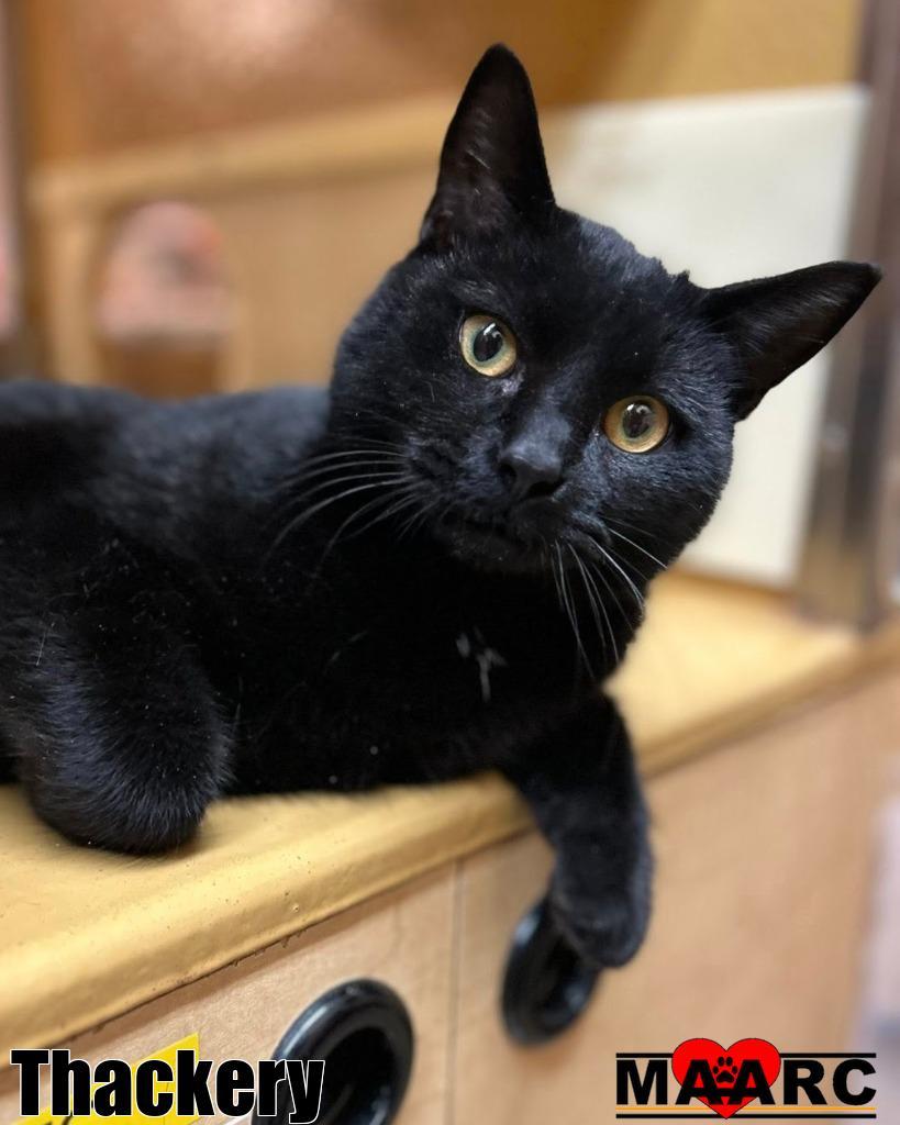 Thackery, Adoptable, Young Male Domestic Short Hair.