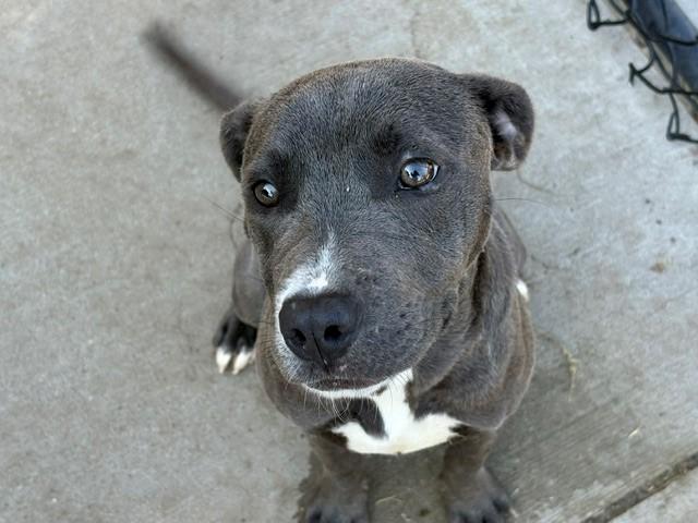 SWEETS, Adoptable, Young Female Pit Bull Terrier & Mixed Breed.