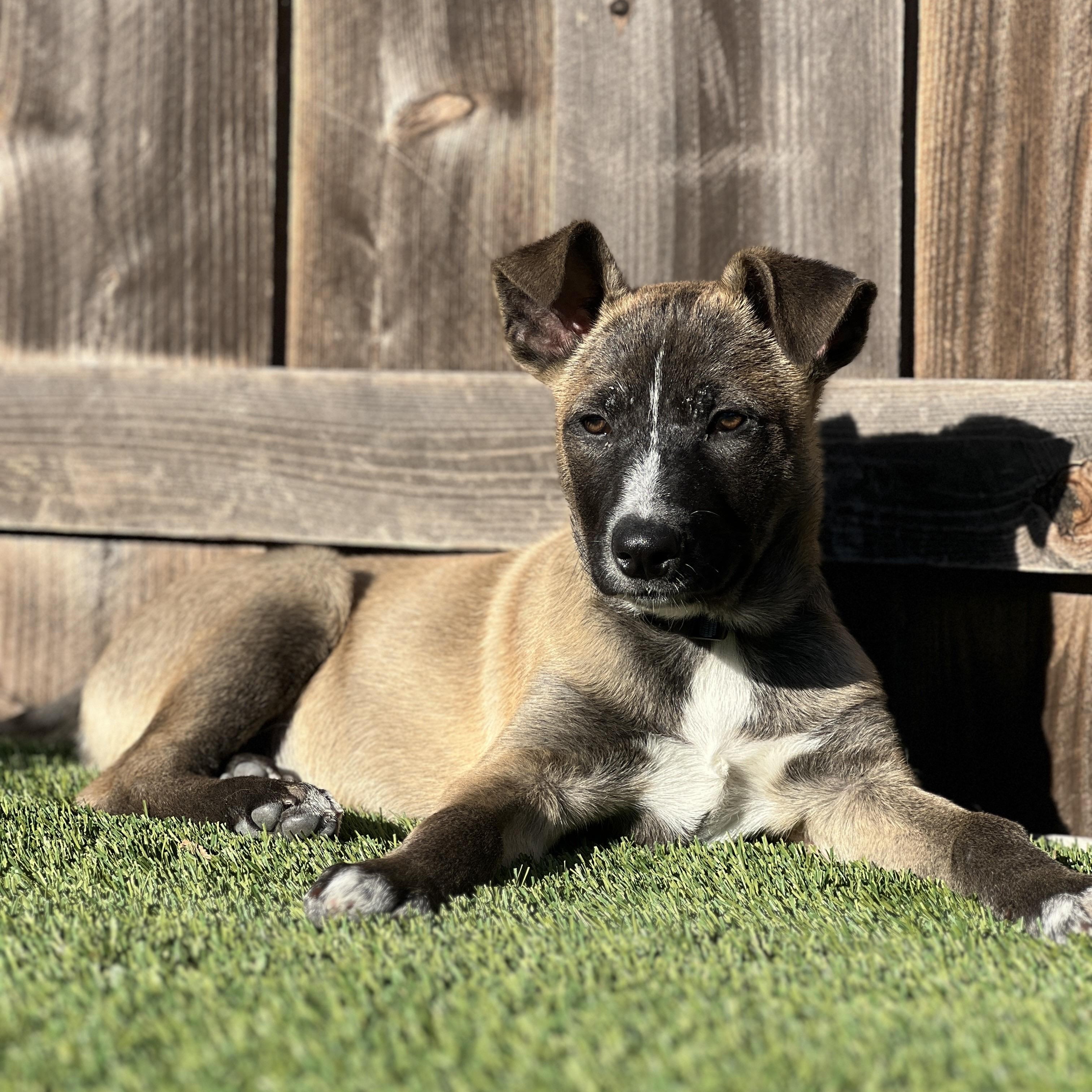 Enlarge Egg, a ADOPTABLE mixed breed in San Diego, CA image 2/5