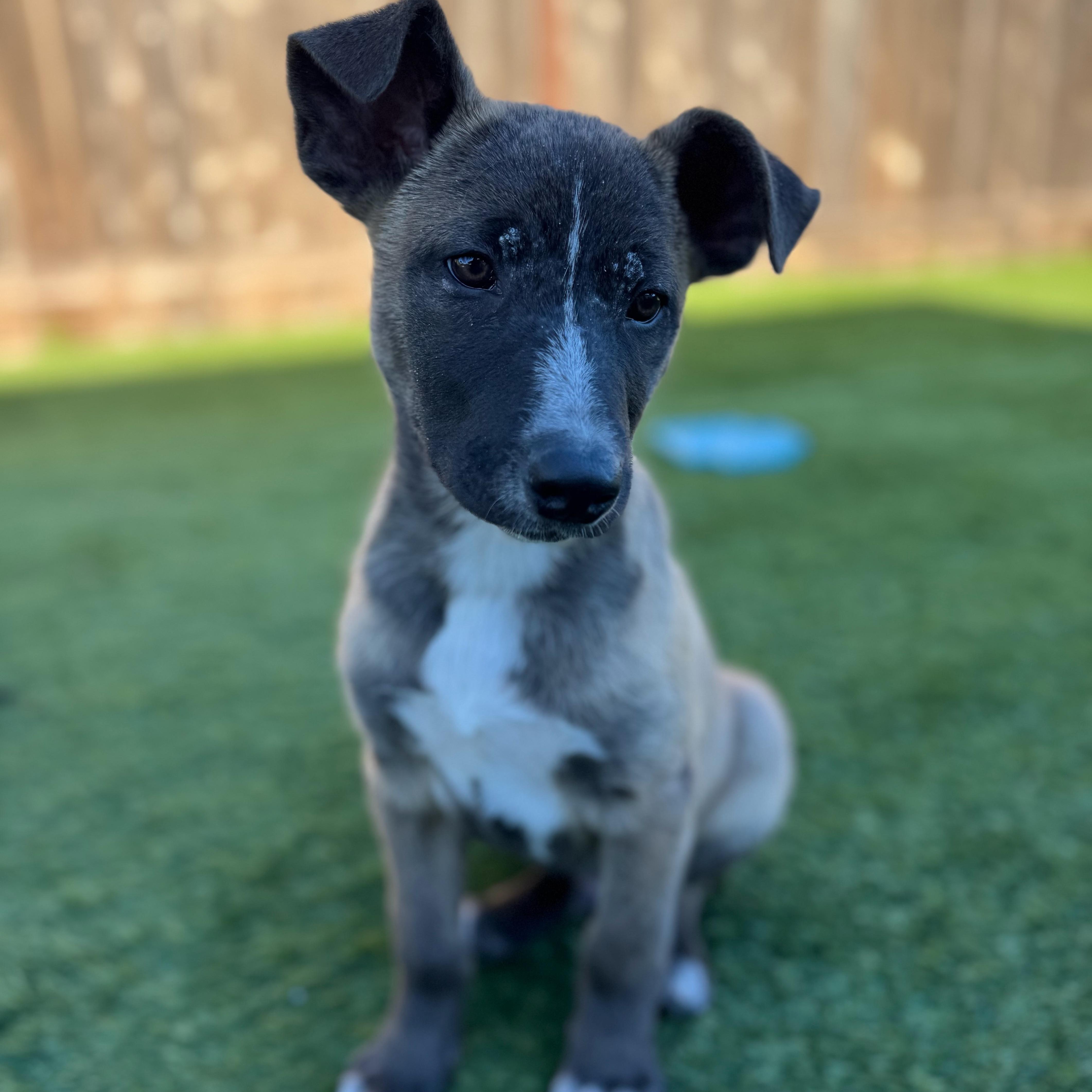 Enlarge Egg, a ADOPTABLE mixed breed in San Diego, CA image 4/5