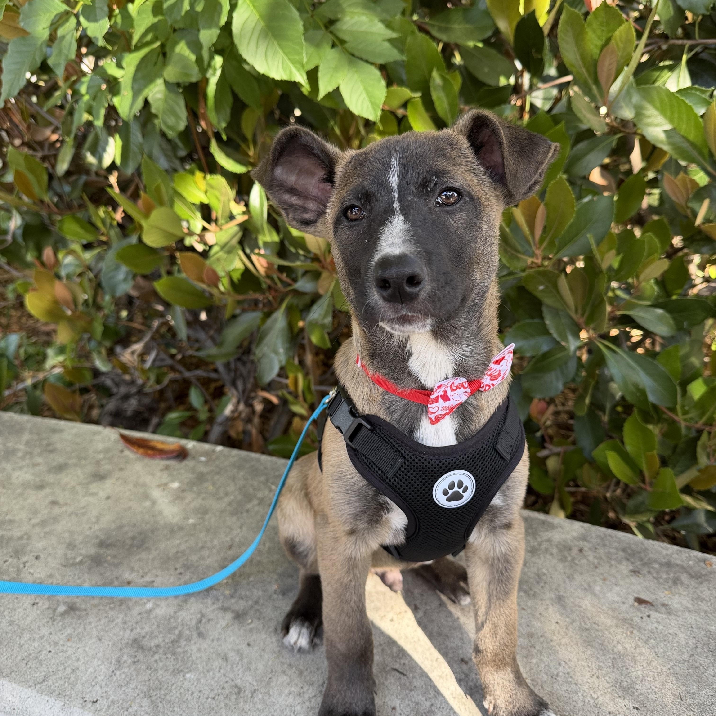Egg, ADOPTABLE, Puppy Male Labrador Retriever & Shepherd.