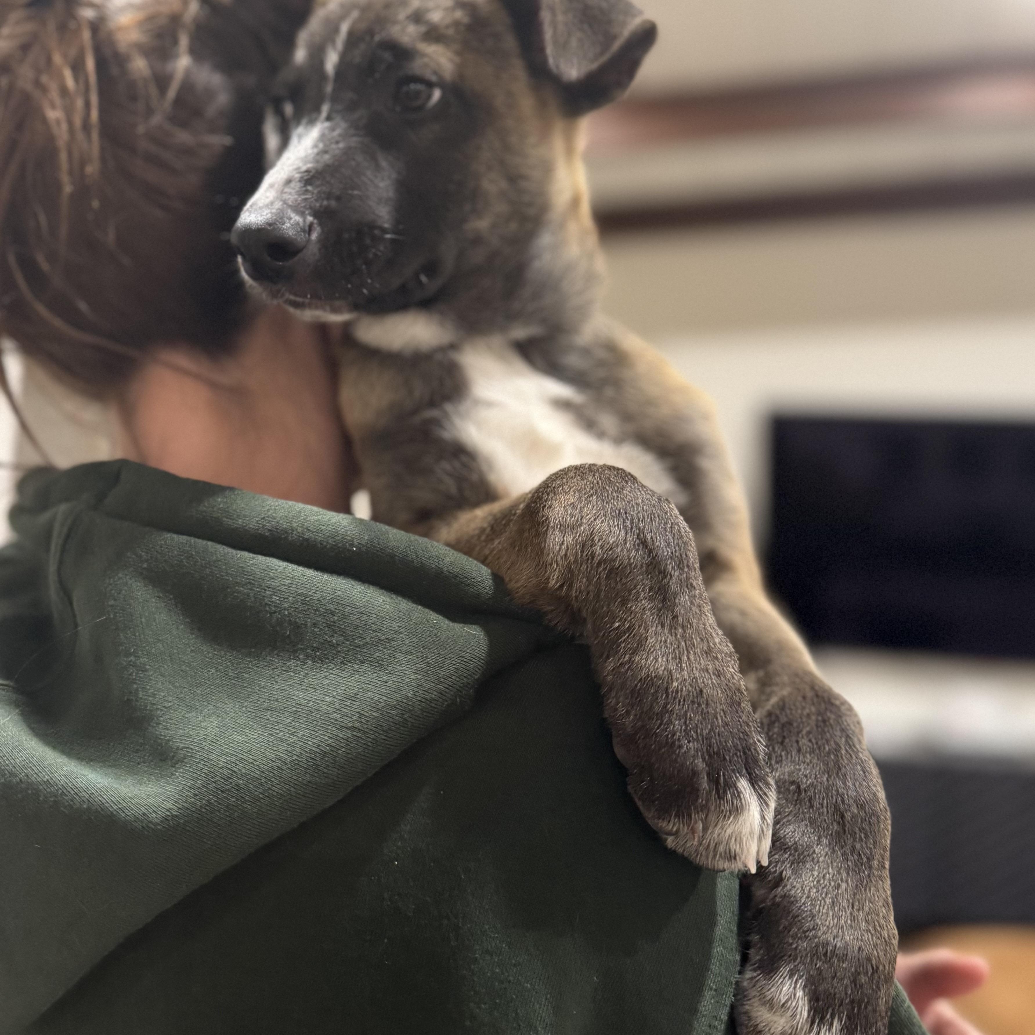 Enlarge Egg, a ADOPTABLE mixed breed in San Diego, CA image 5/5