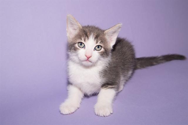 COTTAGE CHEESE, Adoptable, Kitten Male Domestic Short Hair.
