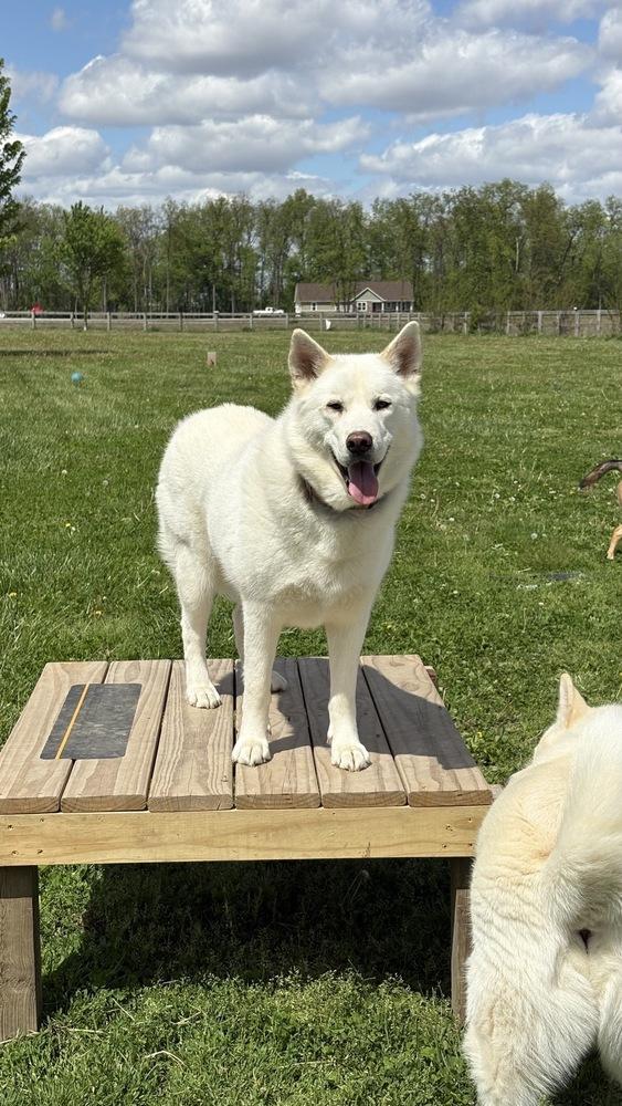 Enlarge Randy, a Adoptable mixed breed in Xenia, OH image 5/6