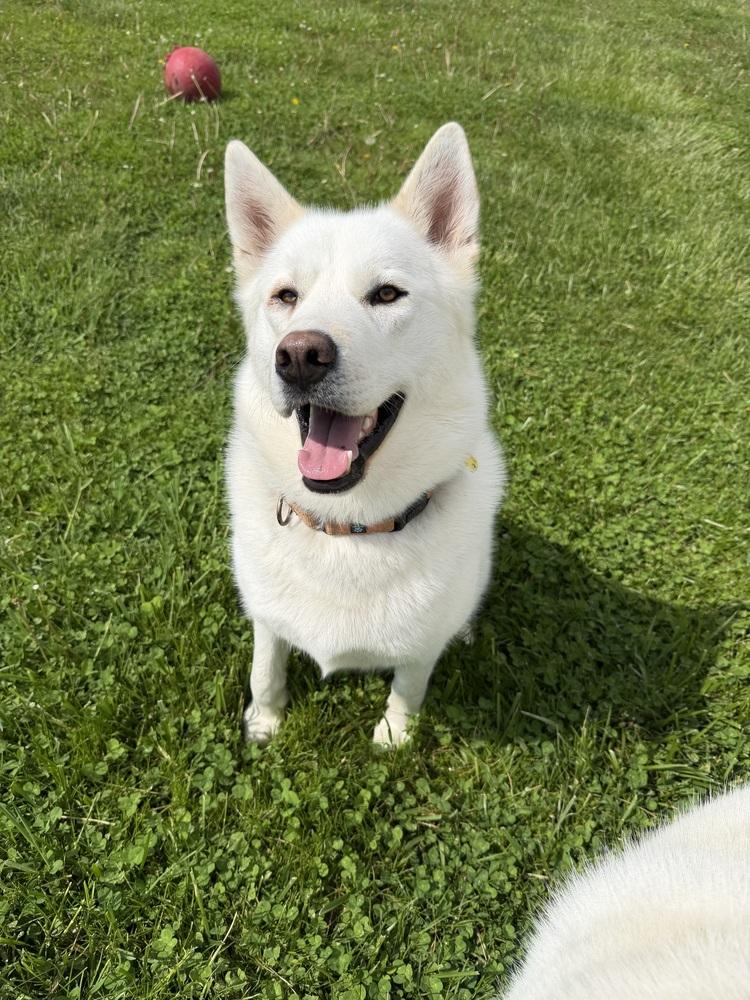 Enlarge Randy, a Adoptable mixed breed in Xenia, OH image 6/6