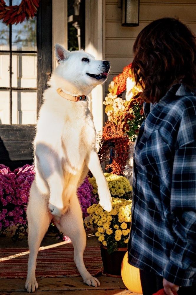 Enlarge Randy, a Adoptable mixed breed in Xenia, OH image 5/5