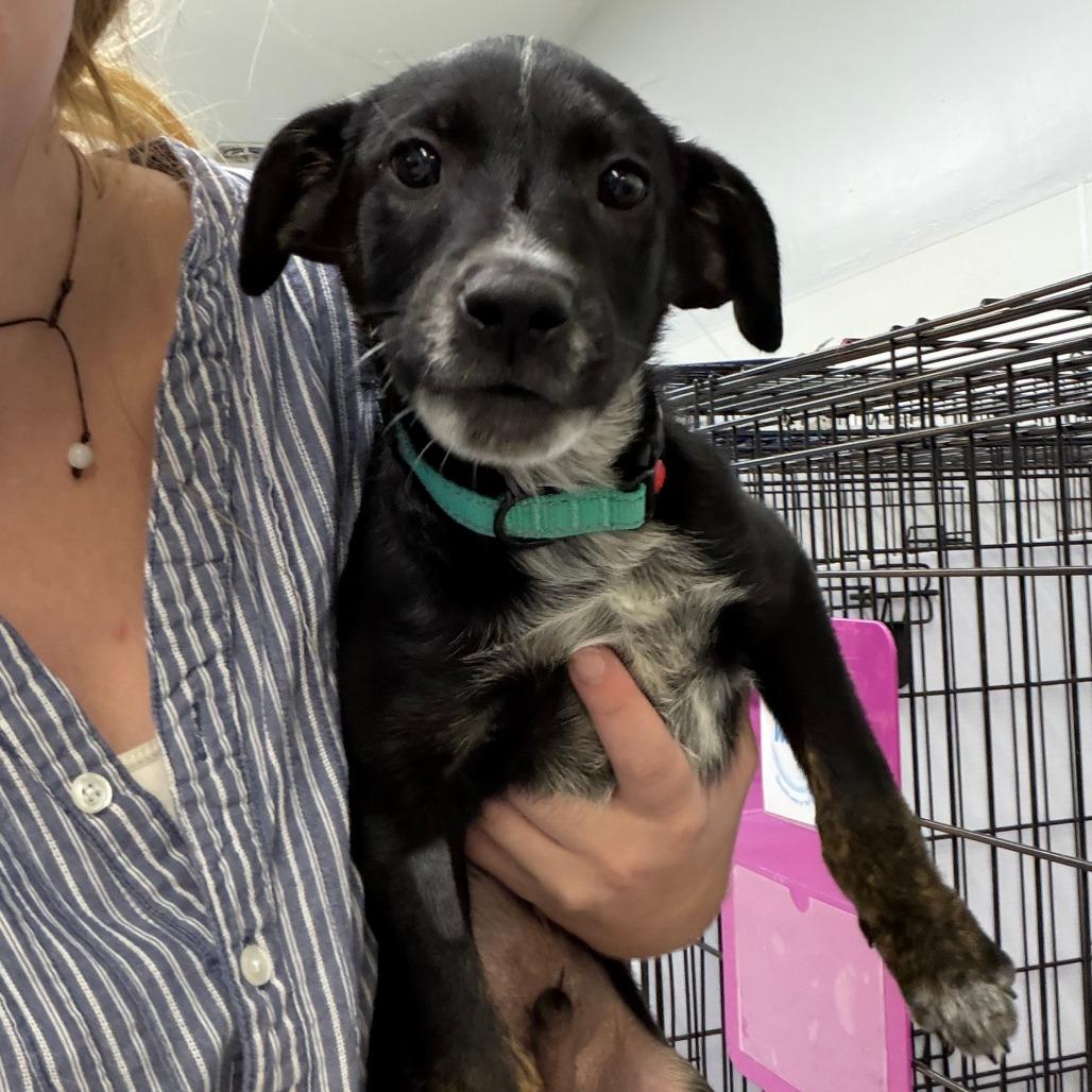 Gunnar, Adoptable, Puppy Male Labrador Retriever & Mixed Breed.