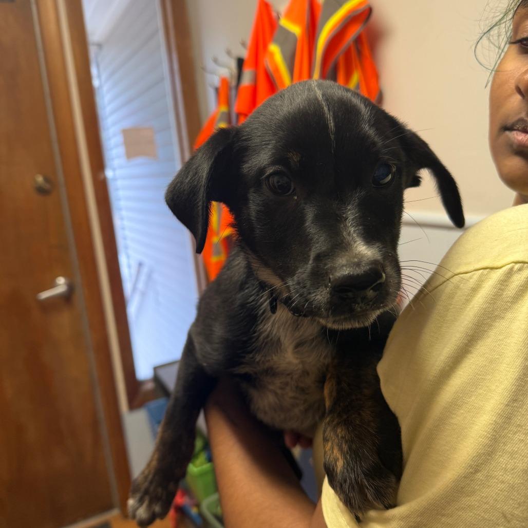 Enlarge Gunnar, a Adoptable mixed breed in Madison, WI image 2/5
