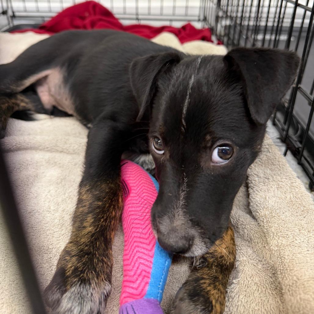 Enlarge Gunnar, a Adoptable mixed breed in Madison, WI image 3/5
