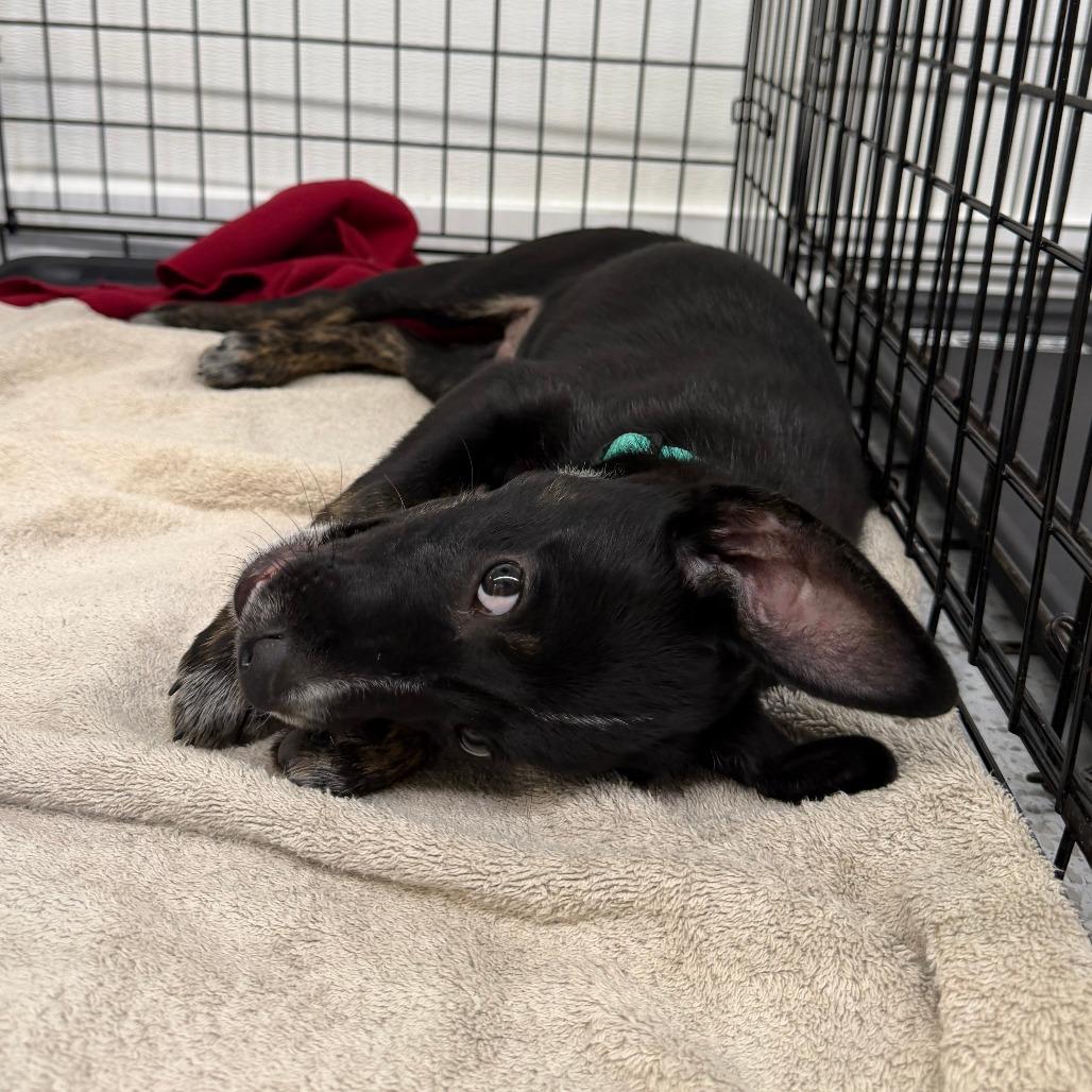 Enlarge Gunnar, a Adoptable mixed breed in Madison, WI image 4/5