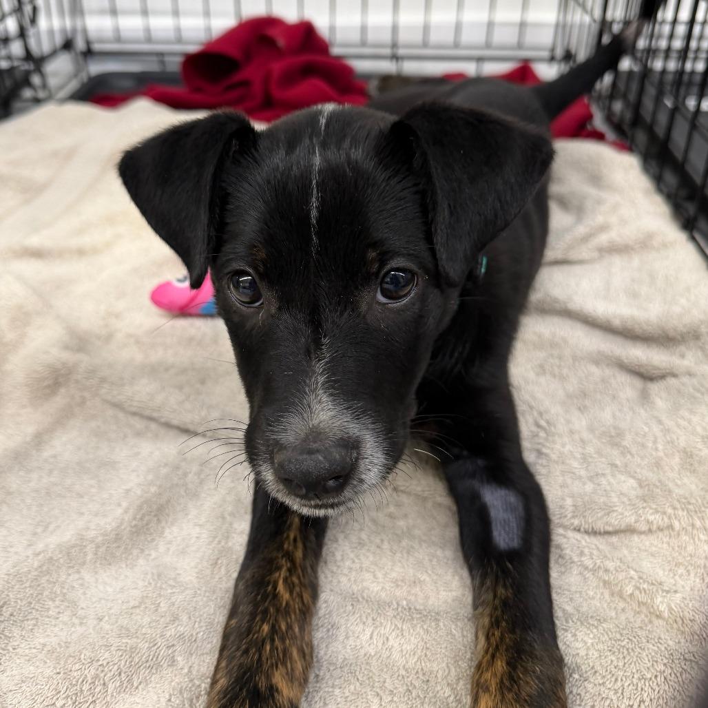 Enlarge Gunnar, a Adoptable mixed breed in Madison, WI image 5/5