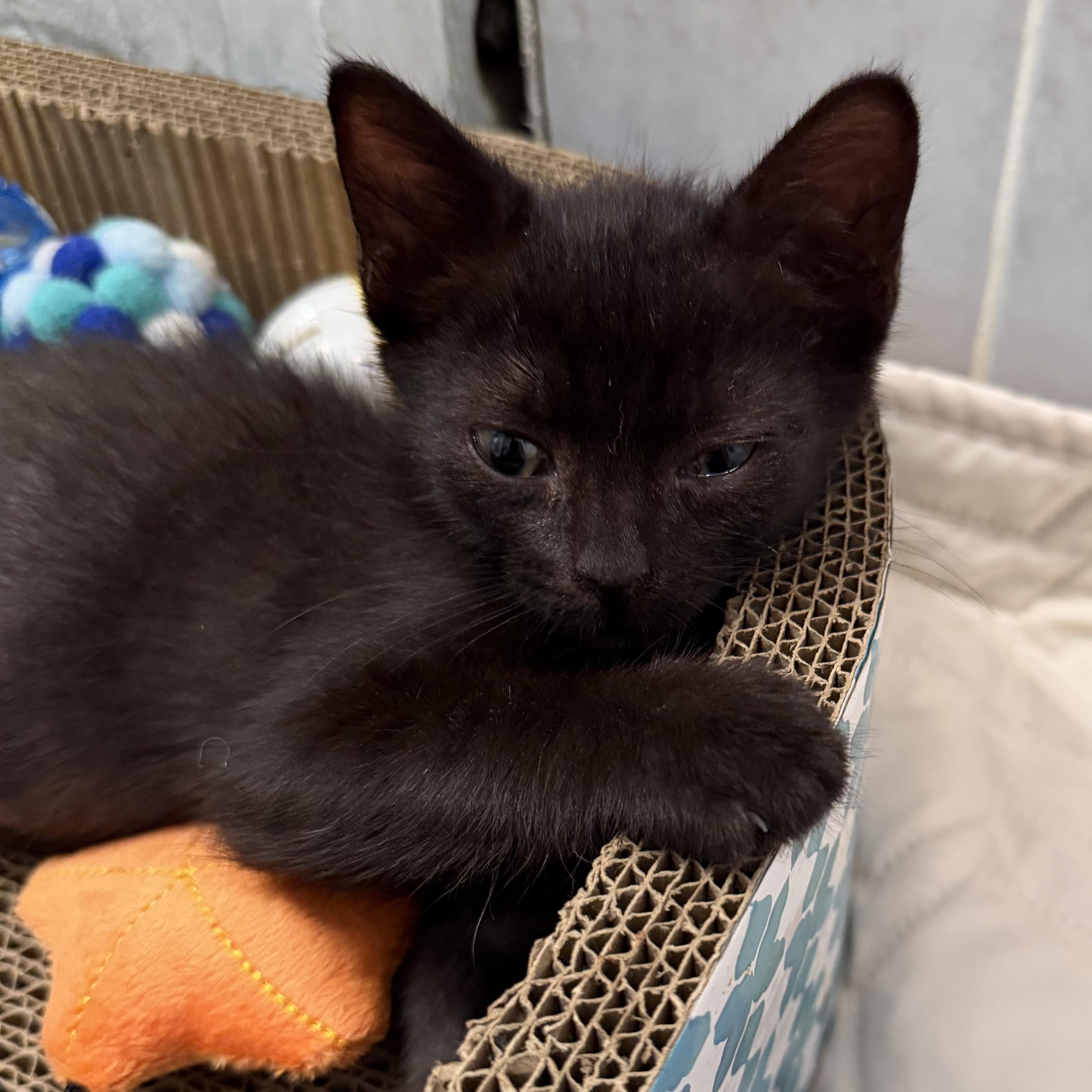 Enlarge Colby, a Adoptable Domestic Short Hair in Bayonne, NJ image 2/4