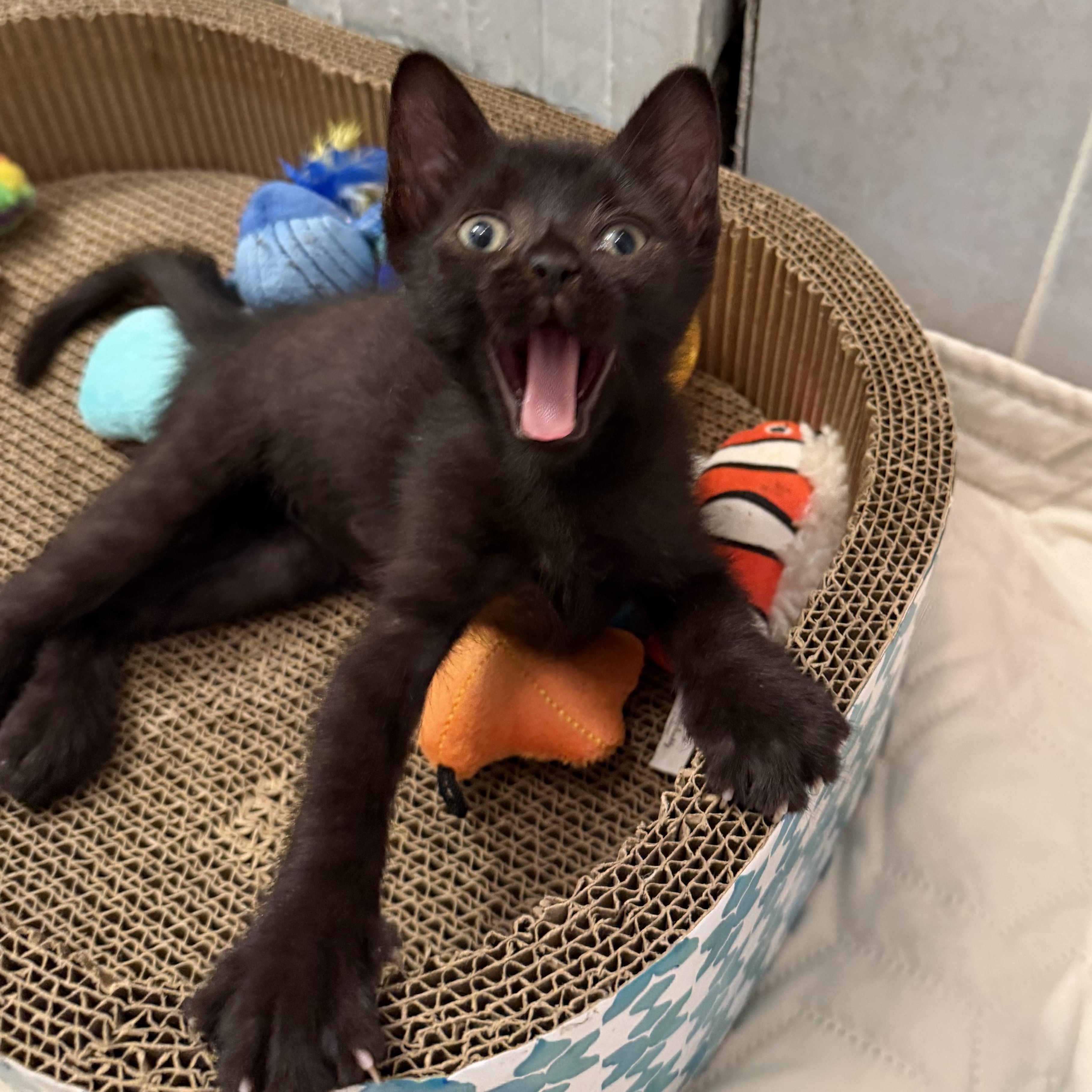 Enlarge Colby, a Adoptable Domestic Short Hair in Bayonne, NJ image 3/4