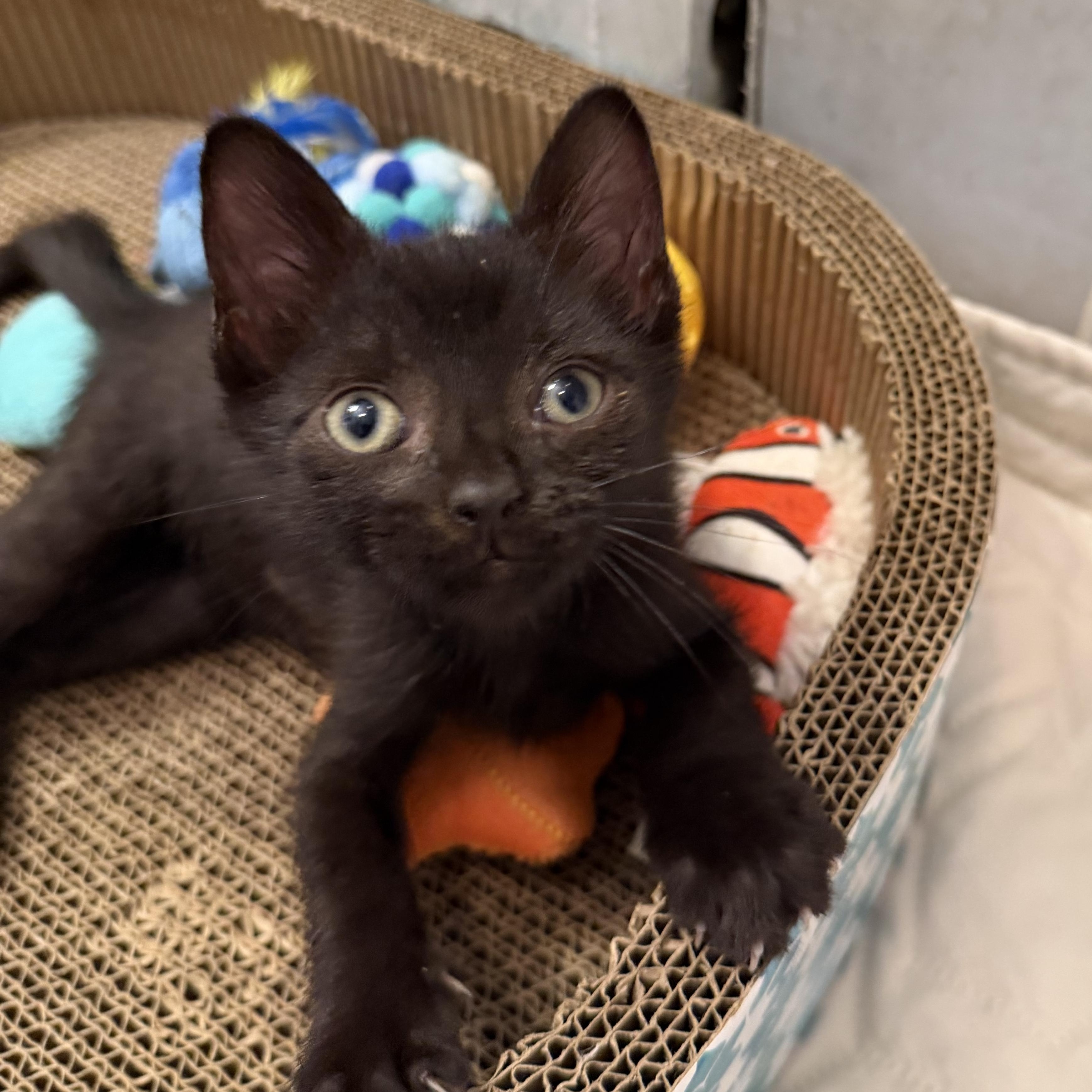 Enlarge Colby, a Adoptable Domestic Short Hair in Bayonne, NJ image 1/4