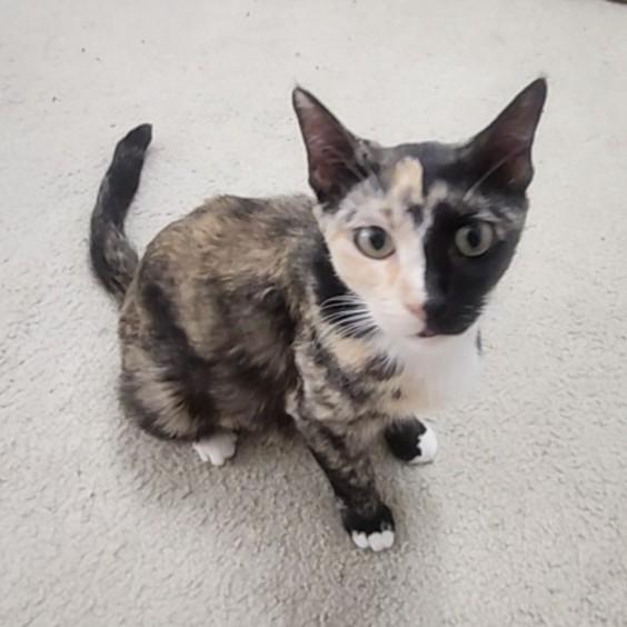 Gattalina, Adoptable, Young Female Calico.